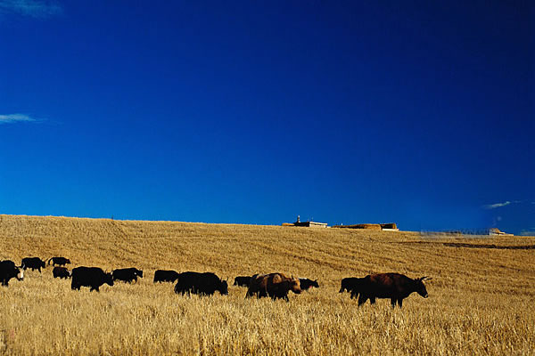 若尔盖花湖,若尔盖花湖摄影景点介绍,若尔盖花湖景点介绍,若尔盖花湖风景景点介绍,若尔盖花湖景点图片欣赏六 若尔盖花湖,若尔盖花湖摄影景点介绍,若尔盖花湖景点介绍,若尔盖花湖风景景点介绍,若尔盖花湖景点图片欣赏六