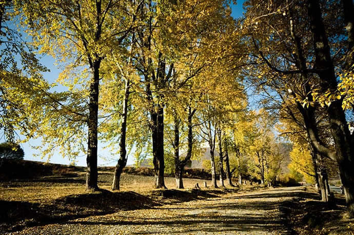 �¶���,�¶�����Ӱ�������,�¶��ž������,ͼʮ��